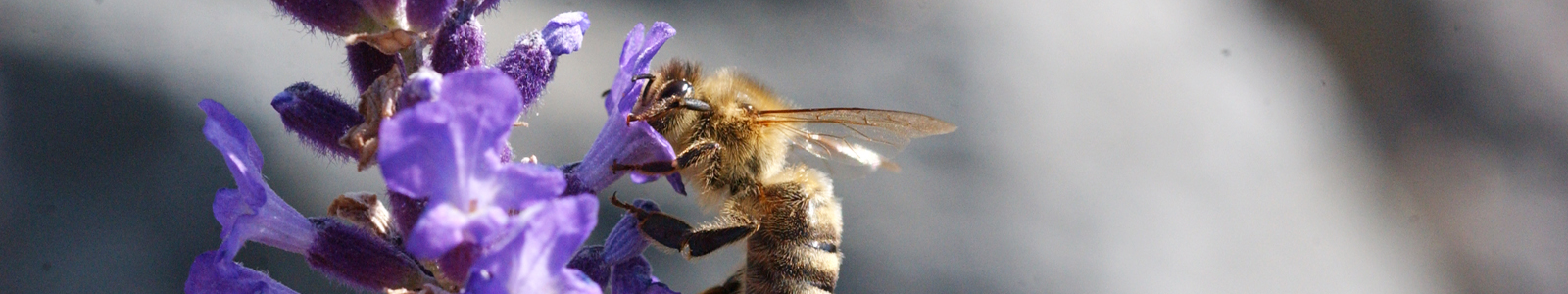 Biene auf lila Blüte © Dienstleistungszentren Ländlicher Raum